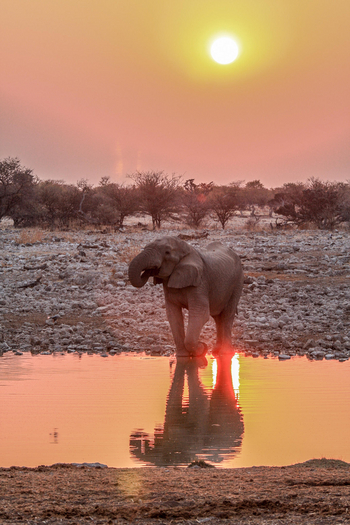 Hobatere Lodge: Elefant in Etosha