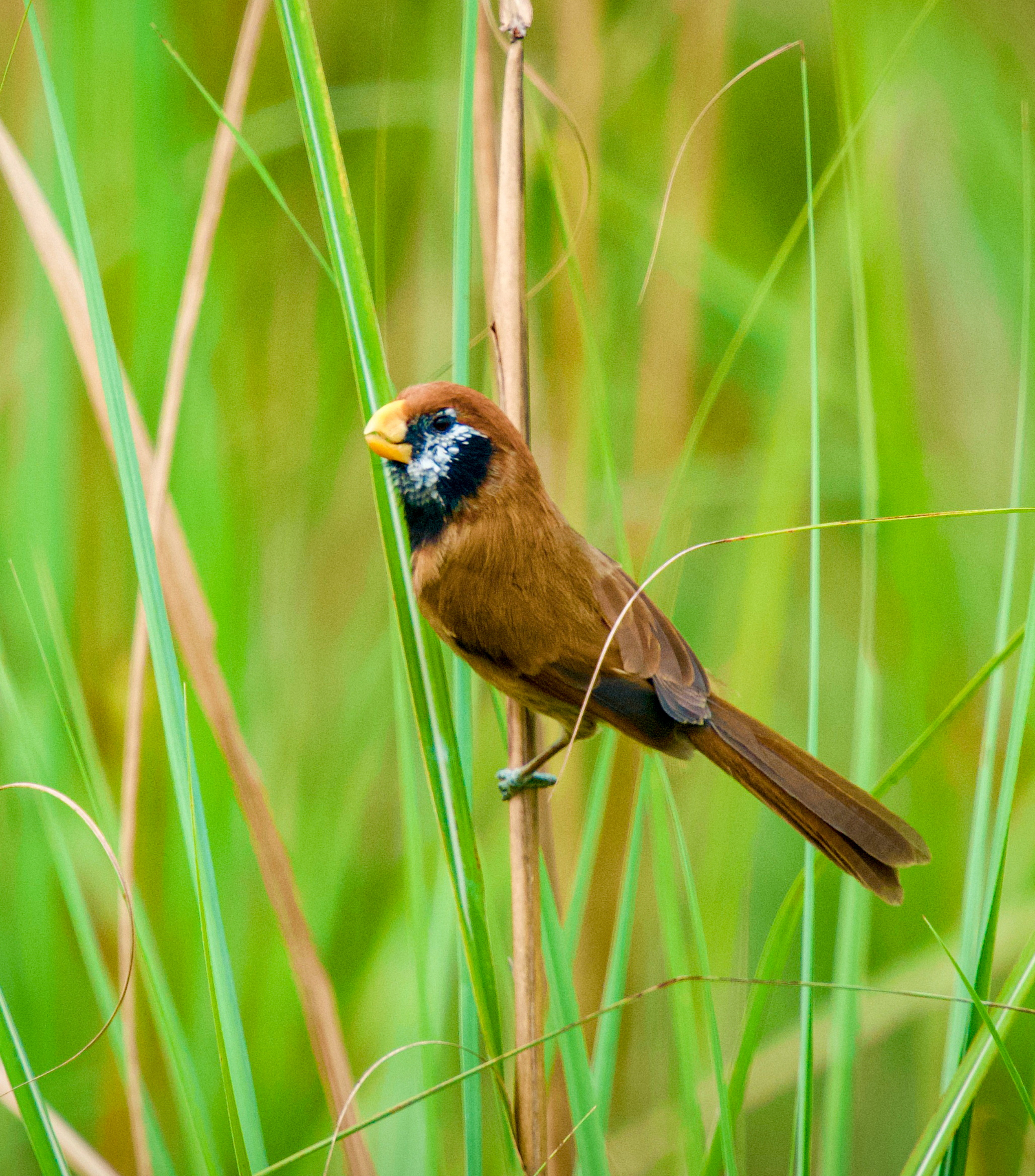 Musa Jungle Retreat Musa Jungle Retreat: Black-breasted Parrotbill