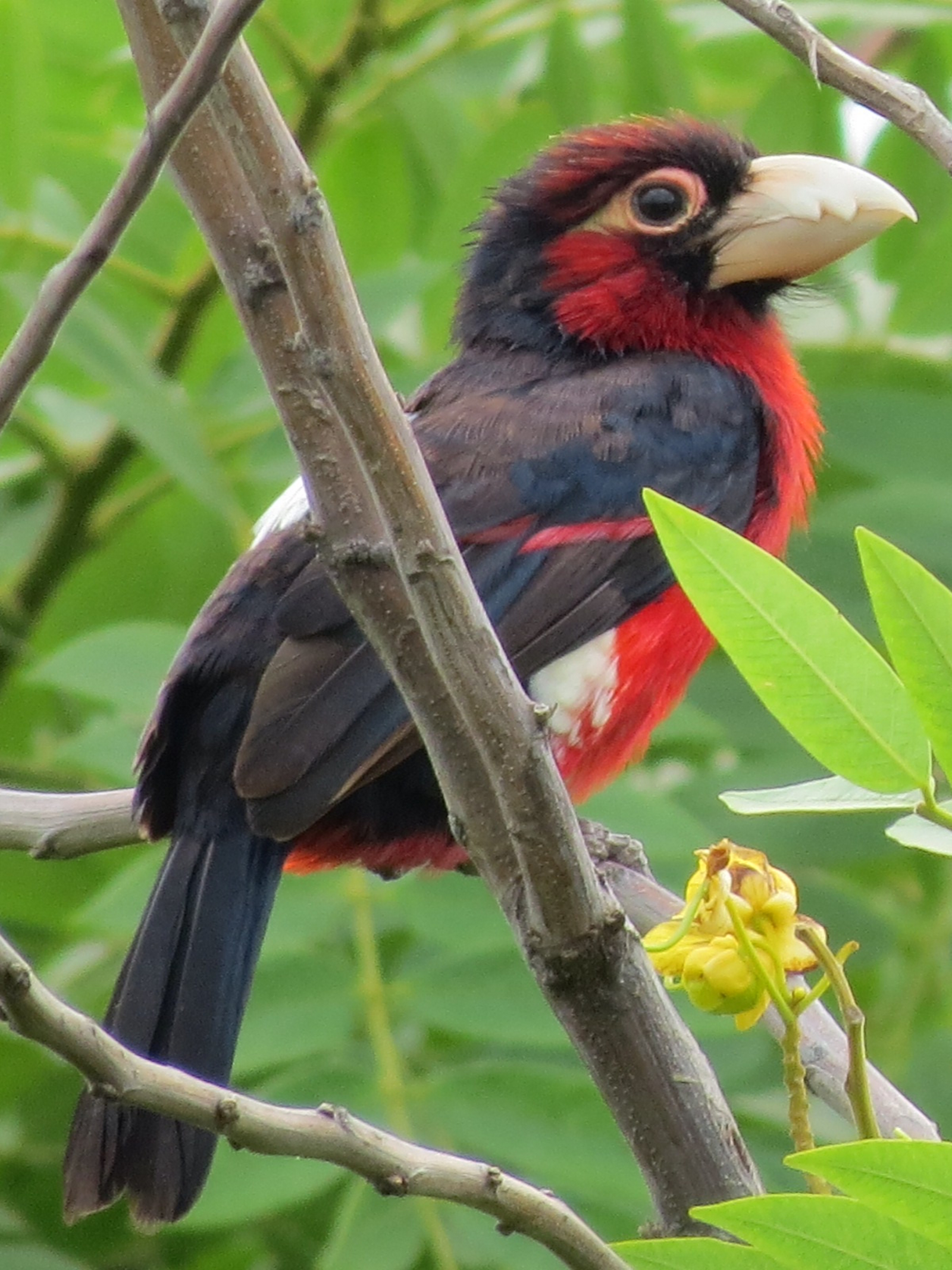 Katara Lodge Katara Lodge: Black-collared Barbet