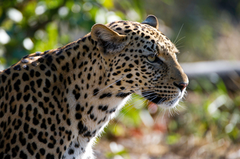 King's Pool Camp King's Pool Camp: Leopard