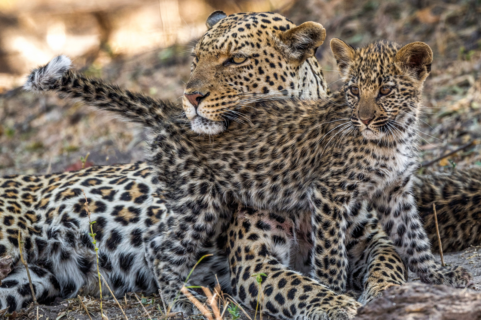 King's Pool Camp King's Pool Camp: Leopardenbaby