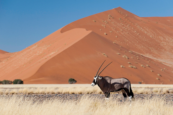 Kulala Desert Lodge: Oryx vor Düne