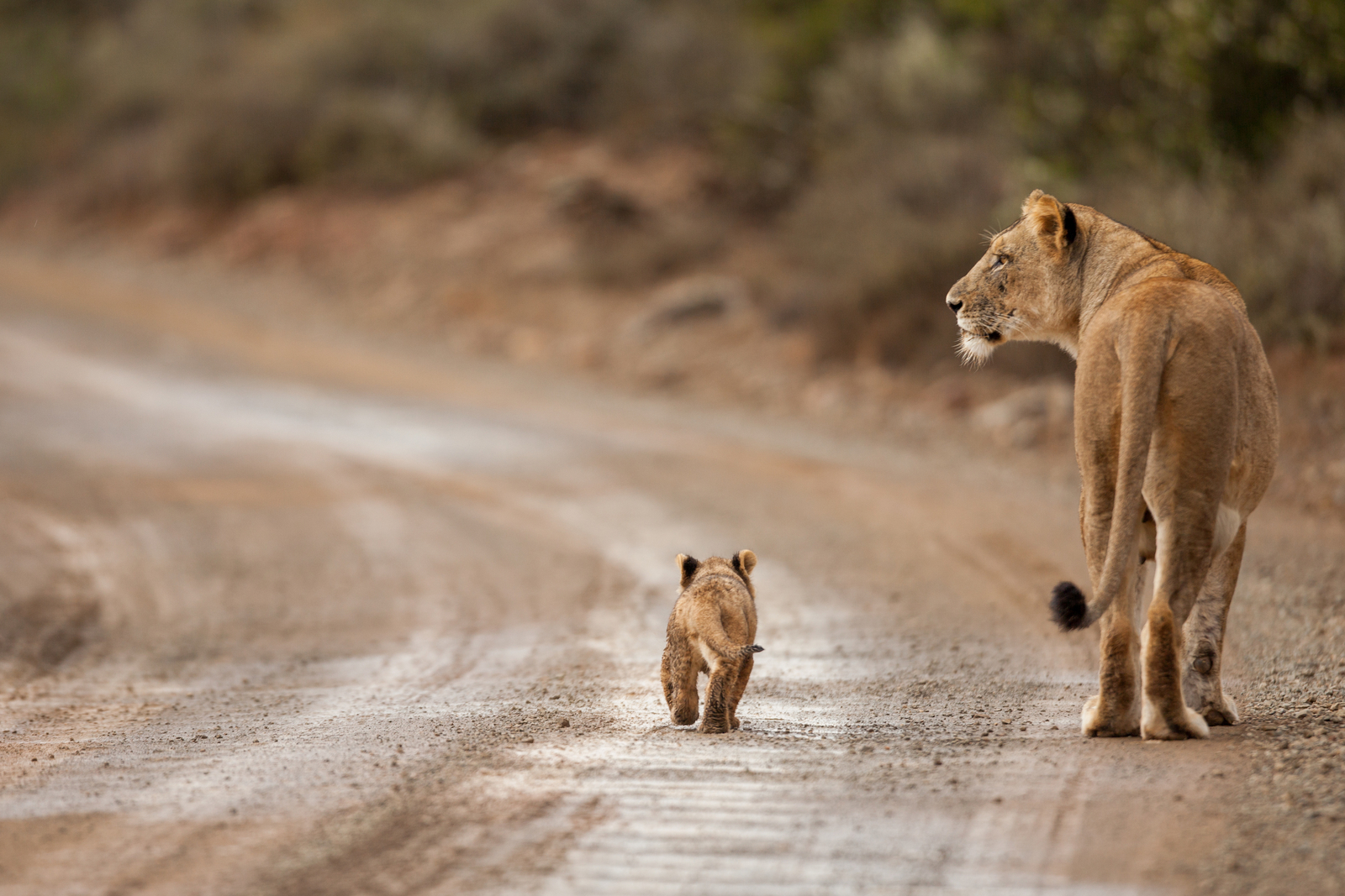 Kwandwe Private Game Reserve Kwandwe Private Game Reserve: Löwenbaby
