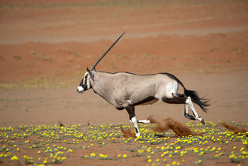 Kwessi Dunes: Oryxantilope in natürlicher Umgebung