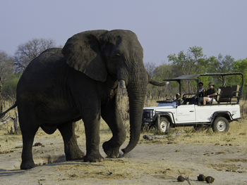 Little Makalolo Camp Little Makalolo Camp: Alter Elefantenbulle