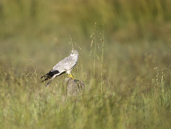 Little Makalolo Camp Little Makalolo Camp: Montagu's Harrier