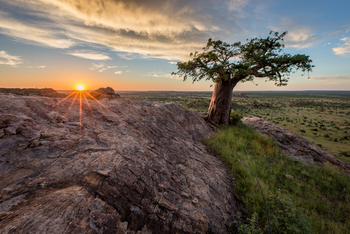 Mashatu Game Reserve: Rhodes Baobab im Sonnenuntergang