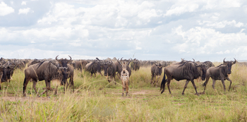 Melia Serengeti Lodge: Safari Zone