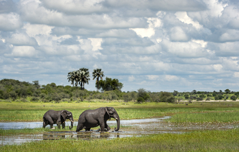 Meno A Kwena Camp Meno A Kwena Camp: Elefanten