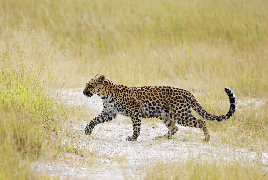 North Island Okavango Camp