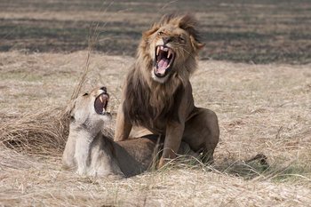 Ntemwa Busanga Bushcamp Ntemwa Busanga Bushcamp: Löwenpaarung