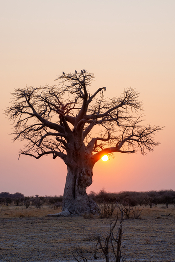 Nxai Pan Camp: Baobab, Sonne und Geier