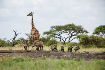 Ol Donyo Lodge: Giraffe und Warzenschweine