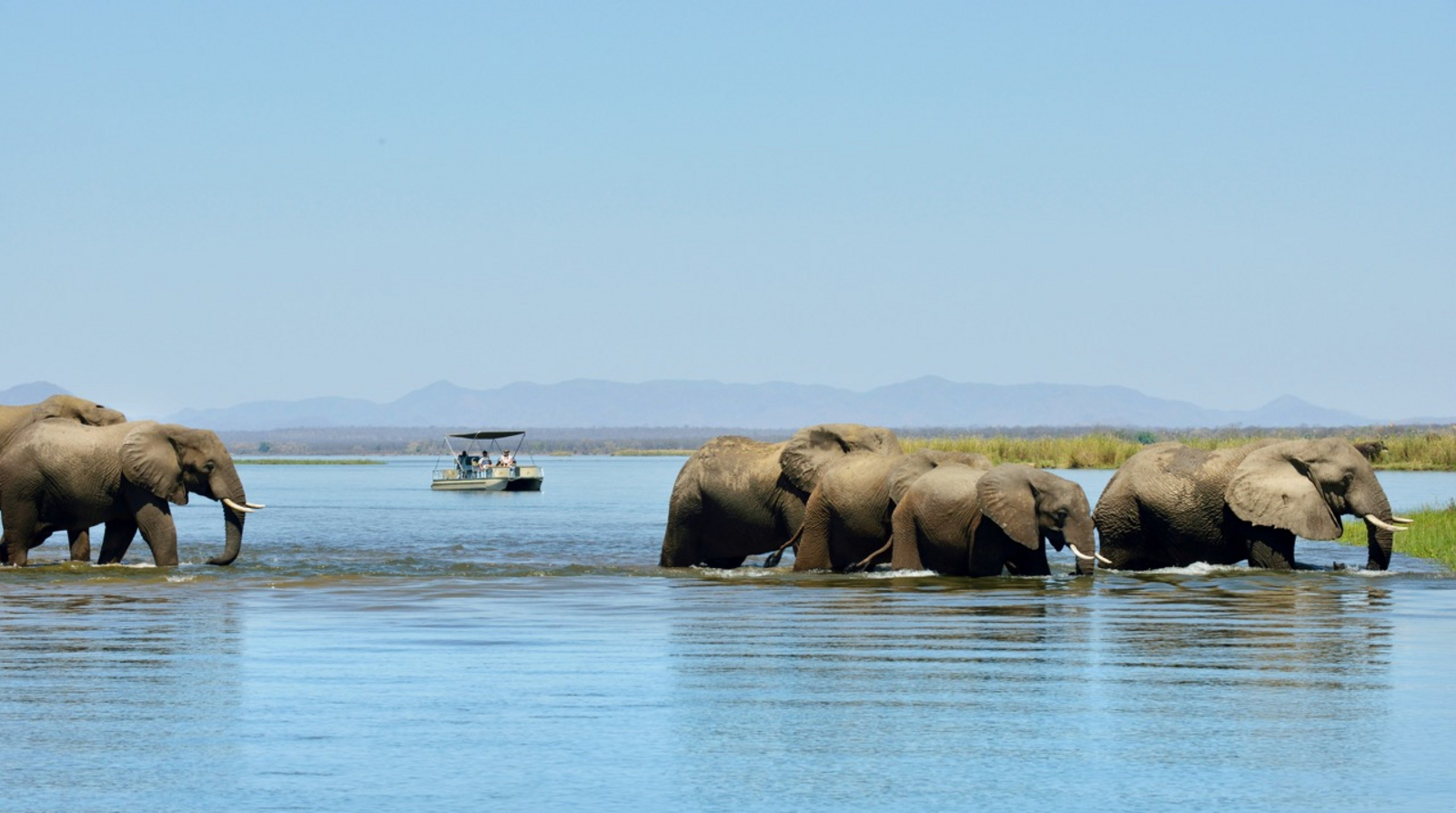 Old Mondoro Camp Old Mondoro Camp: Elefanten im Sambesi