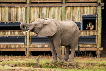 Puku Ridge Camp: Fotograf und Elefant