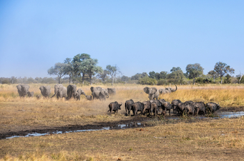 Selinda Explorers Camp Selinda Explorers Camp: Elefanten und Büffel