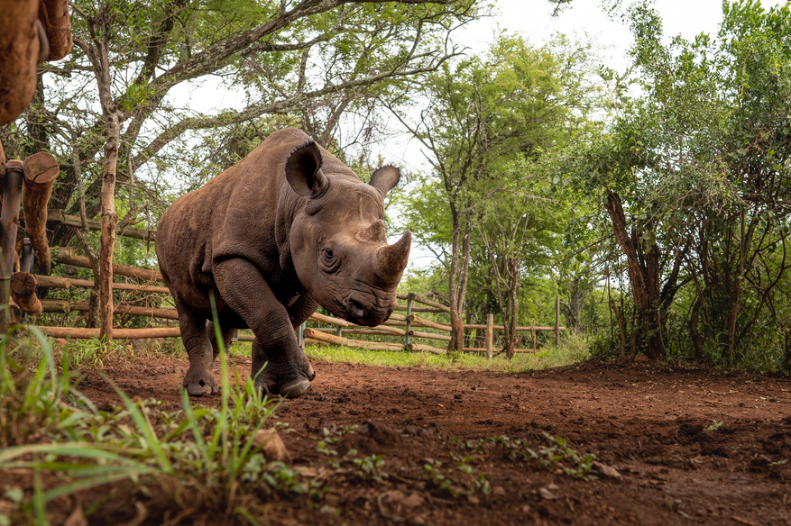 Sinigita Grumeti Game Reserve