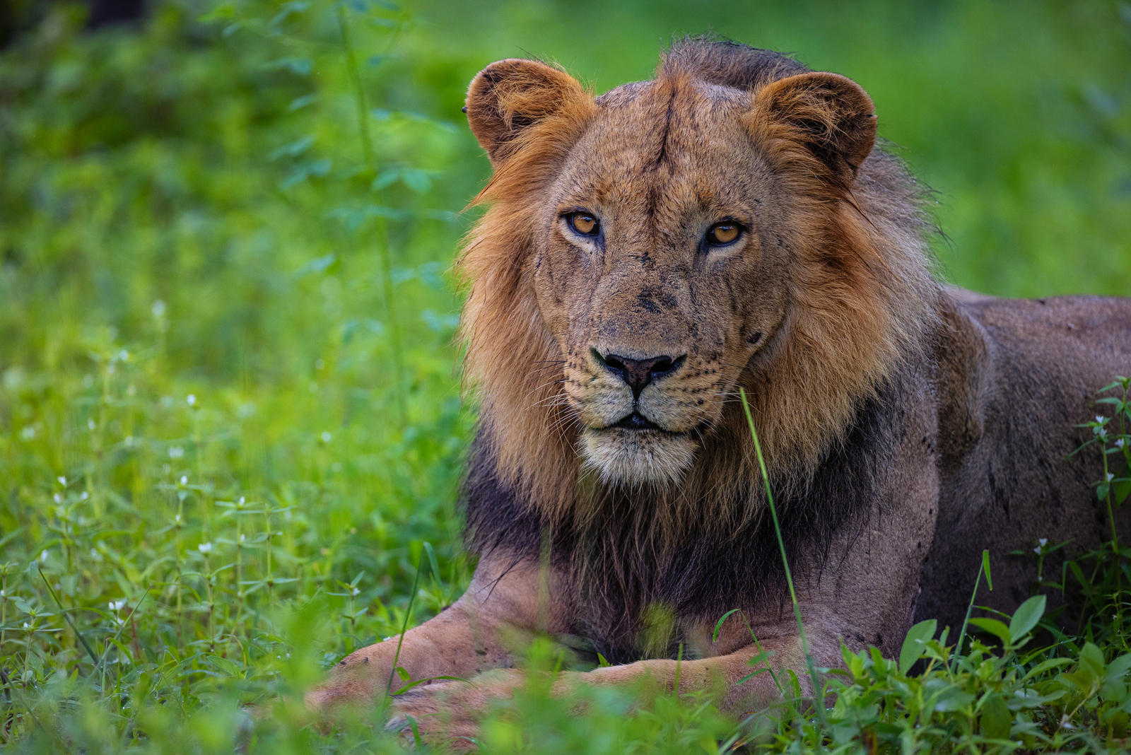 Sungani Lodge Sungani Lodge: Löwe