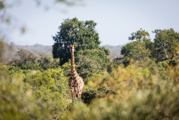 Tanda Tula Safari Camp: Giraffe