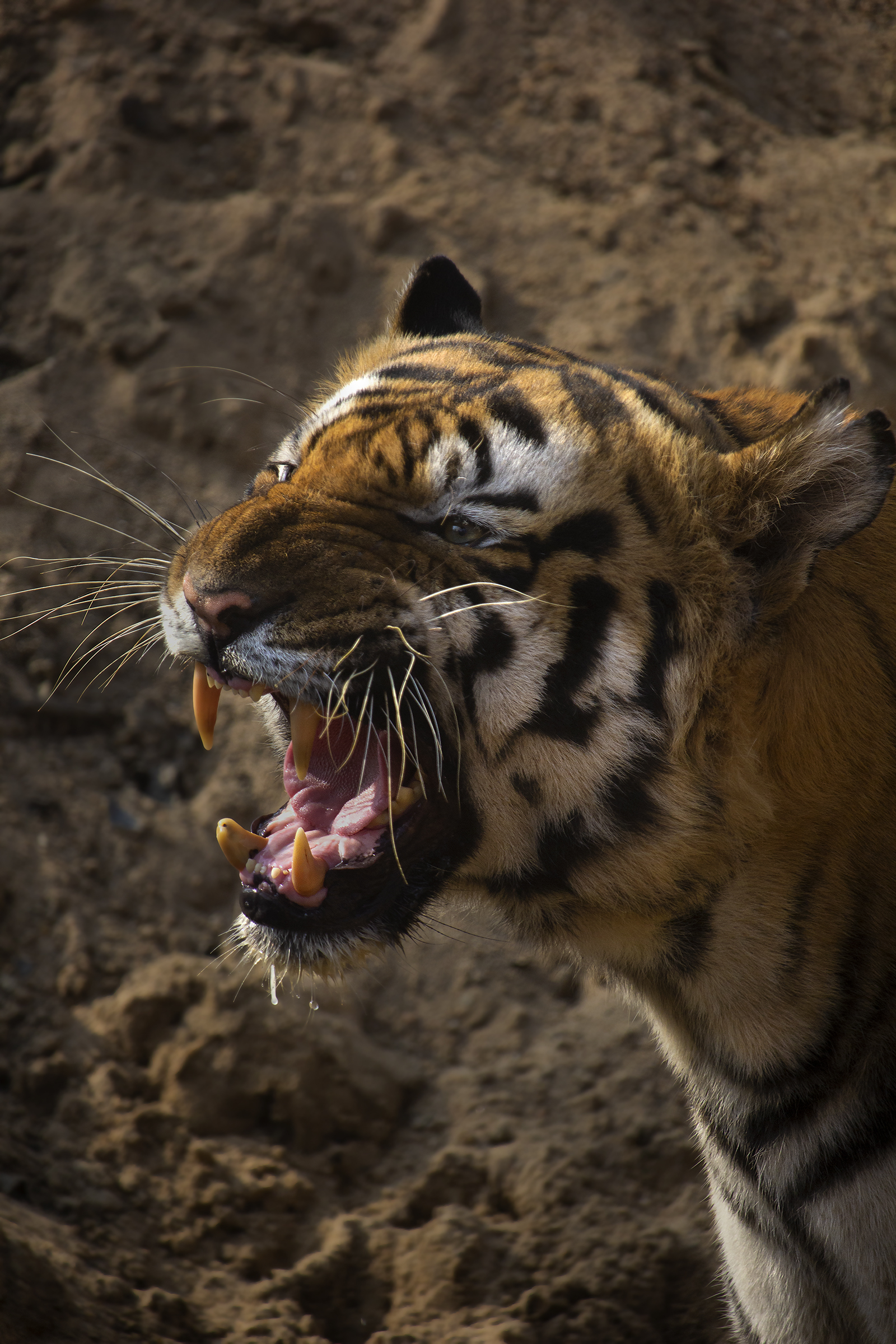 Tathastu Resort Bandhavgarh Tathastu Resort Bandhavgarh: Tiger Pujari