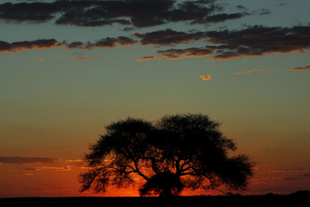 Tau Pan Camp Tau Pan Camp: Akazie