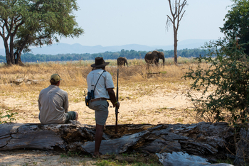 Tembo Plains Camp: Ausblick auf Elefanten
