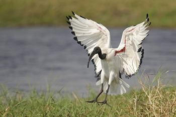 Tlouwana Camp Tlouwana Camp: African Sacred Ibis