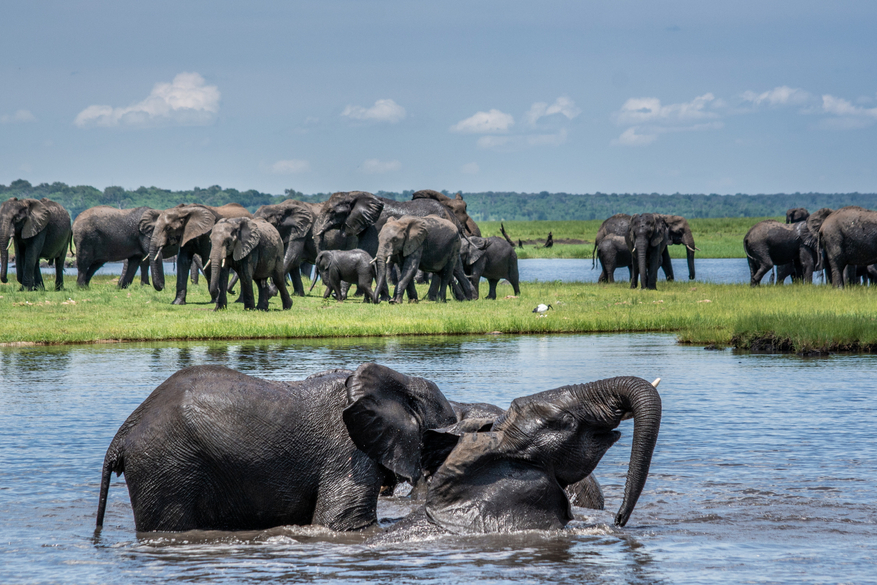 UOBS Chobe National Park