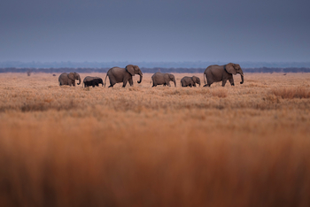 Wilderness Mokete Camp: Elefantenfamilie