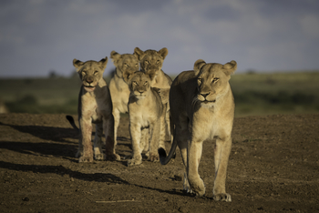 andBeyond Sandibe Okavango Safari Lodge: Löwenrudel