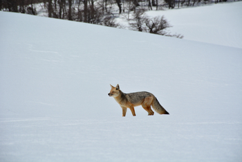 andBeyond Vira Vira Lodge: Andean Fox