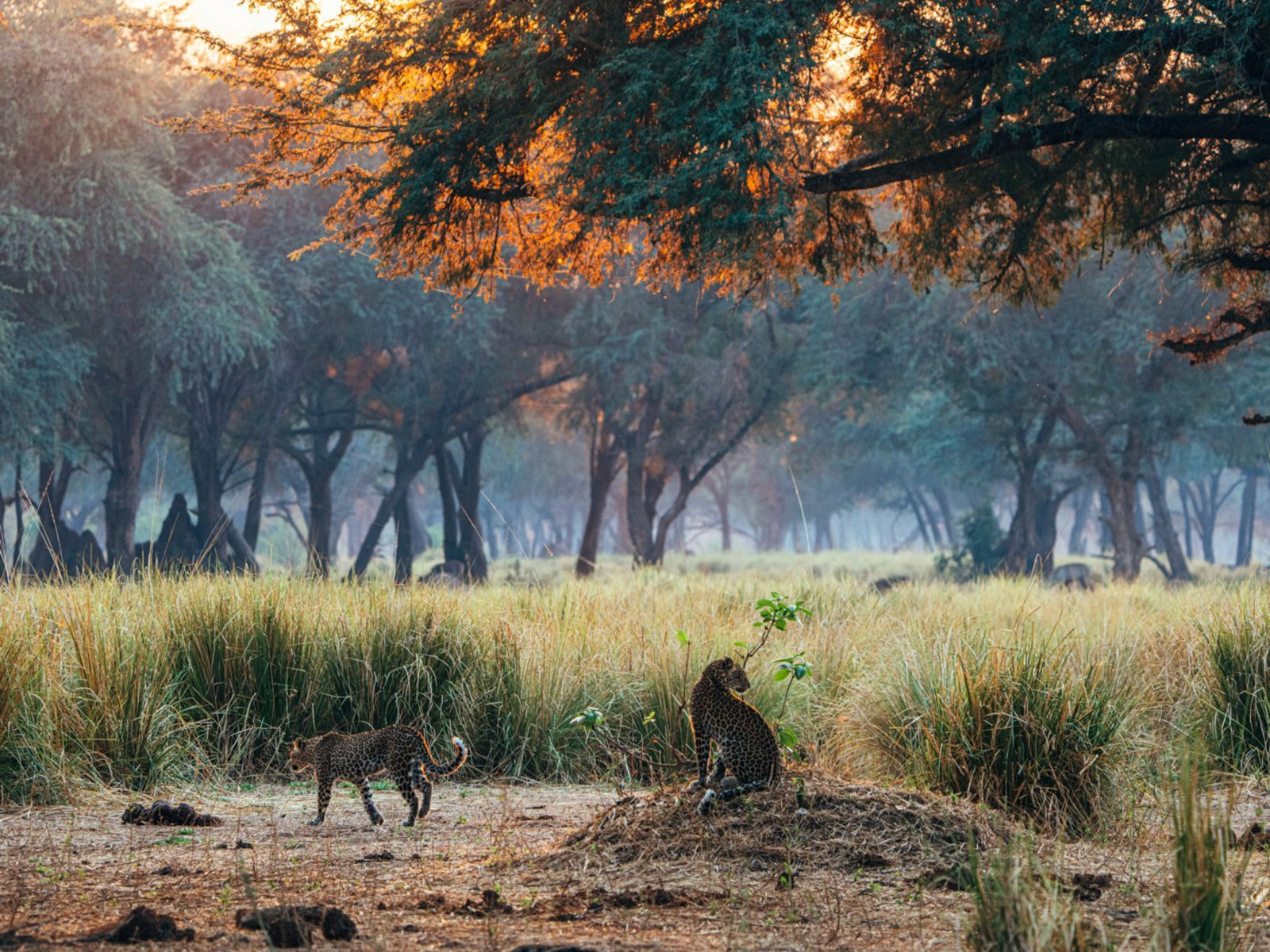 Anabezi Luxury Tented Camp Anabezi Luxury Tented Camp: Zwei Leoparden
