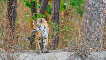 Bagh Villas: Tiger im Unterholz