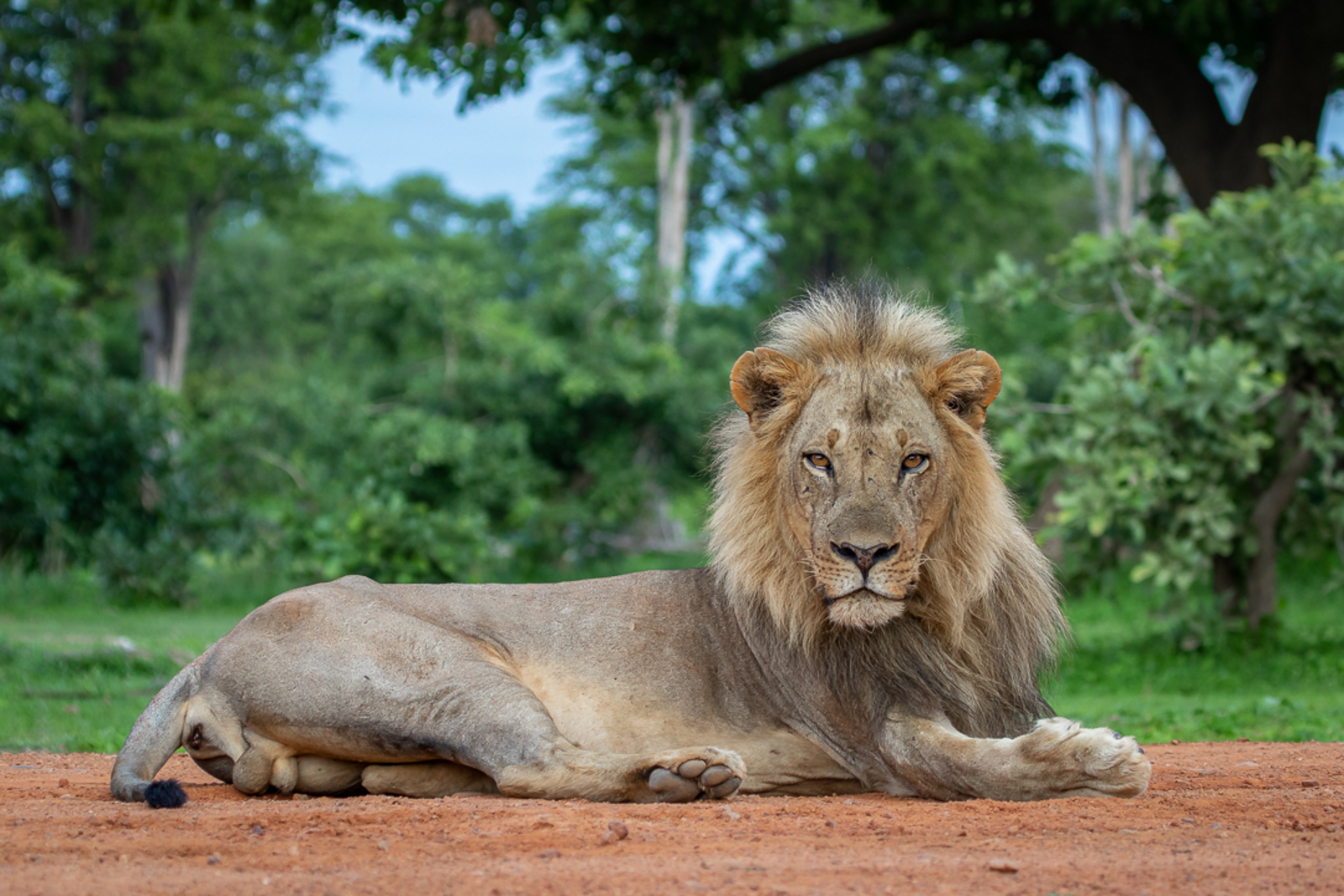 Bushcamp Company Bushcamp Company: Löwe