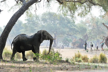 Old Mondoro Camp: Walking Safari
