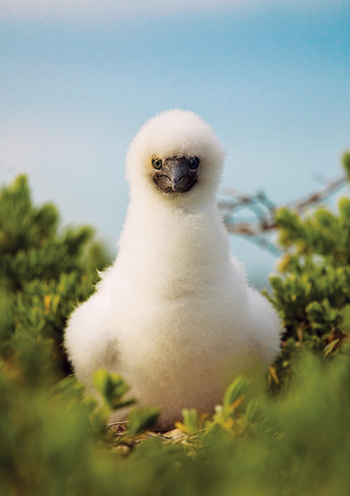 Cosmoledo Eco Camp: Gannet Chick
