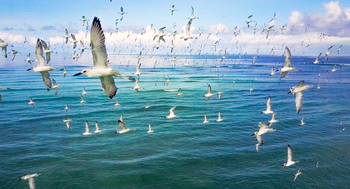 Cosmoledo Eco Camp: Vogelschar