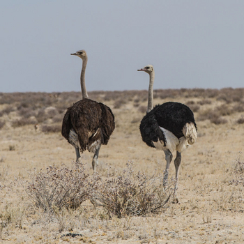 Epacha Game Lodge: Straußenpaar