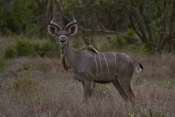 Gorongosa Safaris: Kudu