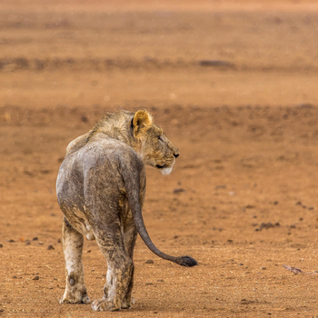 Hobatere Lodge: Löwe im Regen