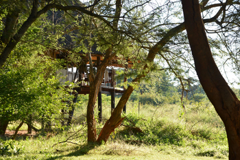 Ivory Safari Lodge Ivory Safari Lodge: Baumhausstruktur