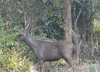 Jim's Jungle Retreat: Sambarhirsch