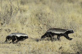 Kalahari Plains Camp: Honigdachse in der Kalahari