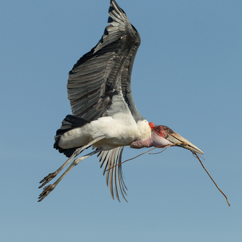 Kanana Camp: Vogelkolonie - Nestbau