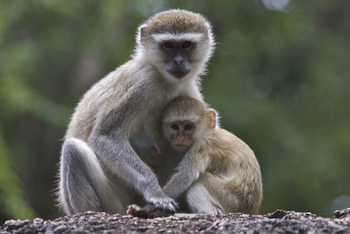 Konkamoya Lodge: Meerkatze mit Baby