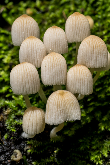 Koroi Forest Camp: Gesäten Tintling