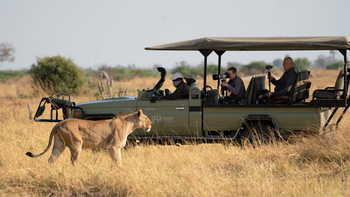 Lebala Camp Lebala Camp: Löwin neben dem Fahrzeug