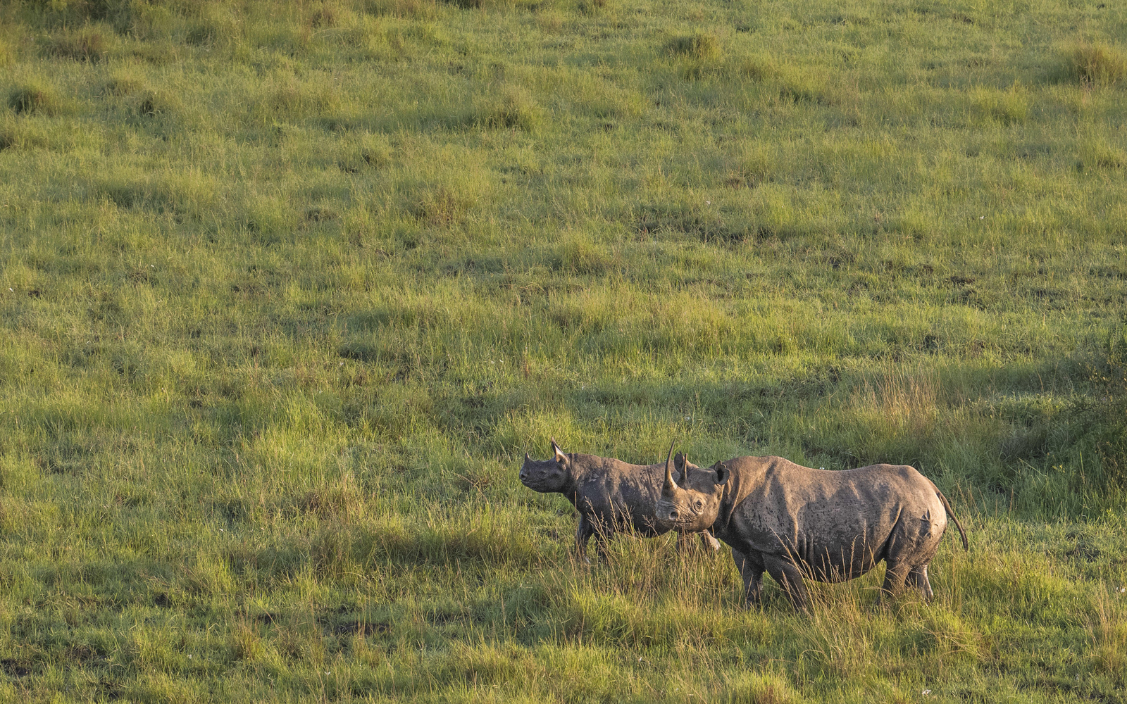 Little Governors' Camp Little Governors' Camp: Ballon-Safari