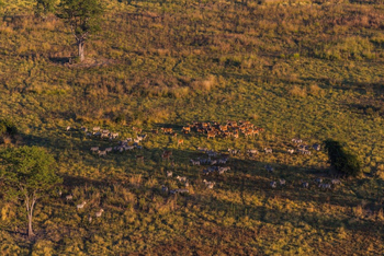 Luambe Camp: Luftaufnahme Plains Game