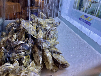 Lüderitz Nest Hotel: Penguin Restaurant